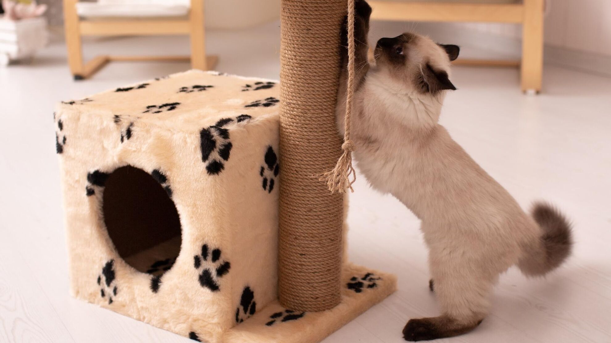 Что сделать, чтобы коты перестали точить когти об мебель? - News-hub.ru, 21.09.2023