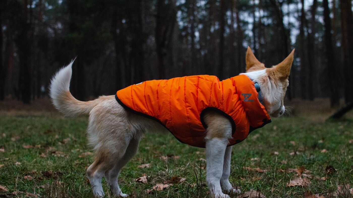Когда собаке нужна одежда и обувь в осеннее и зимнее время? - News-hub.ru, 15.10.2023