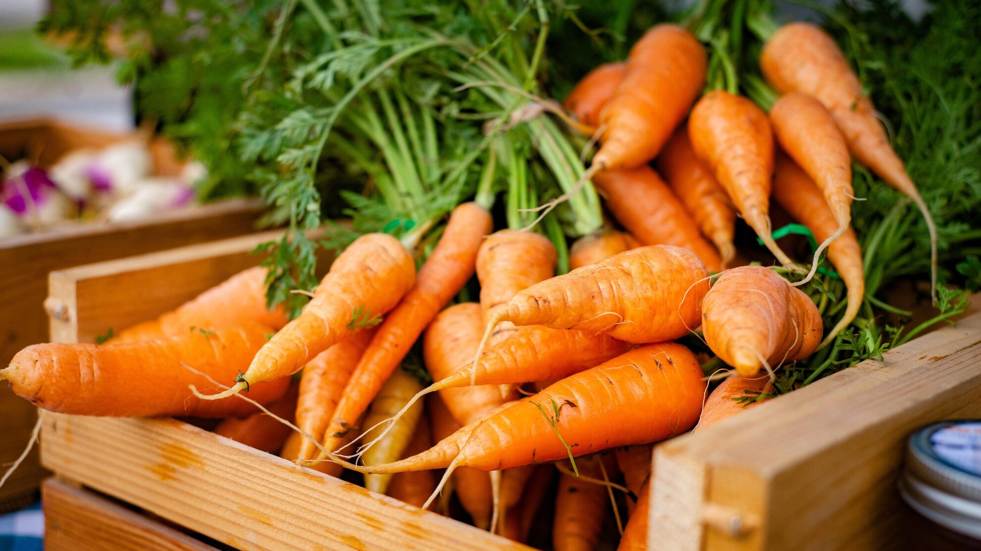 После каких культур посадить озимую морковь, чтобы порадовал урожай: совет агронома - News-hub.ru, 12.10.2023