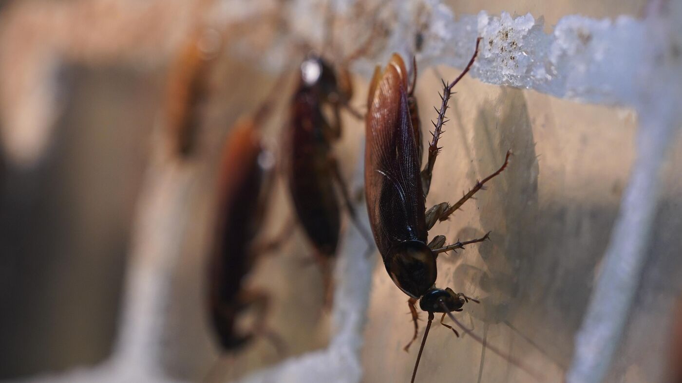 Эксперт рассказал, как достучаться до соседей, от которых по дому распространяются тараканы - News-hub.ru, 23.10.2023