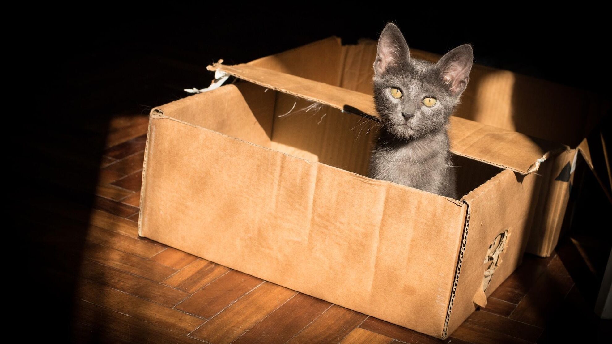 Откуда у кошек такая страсть к коробкам и пакетам?  - News-hub.ru, 18.11.2023