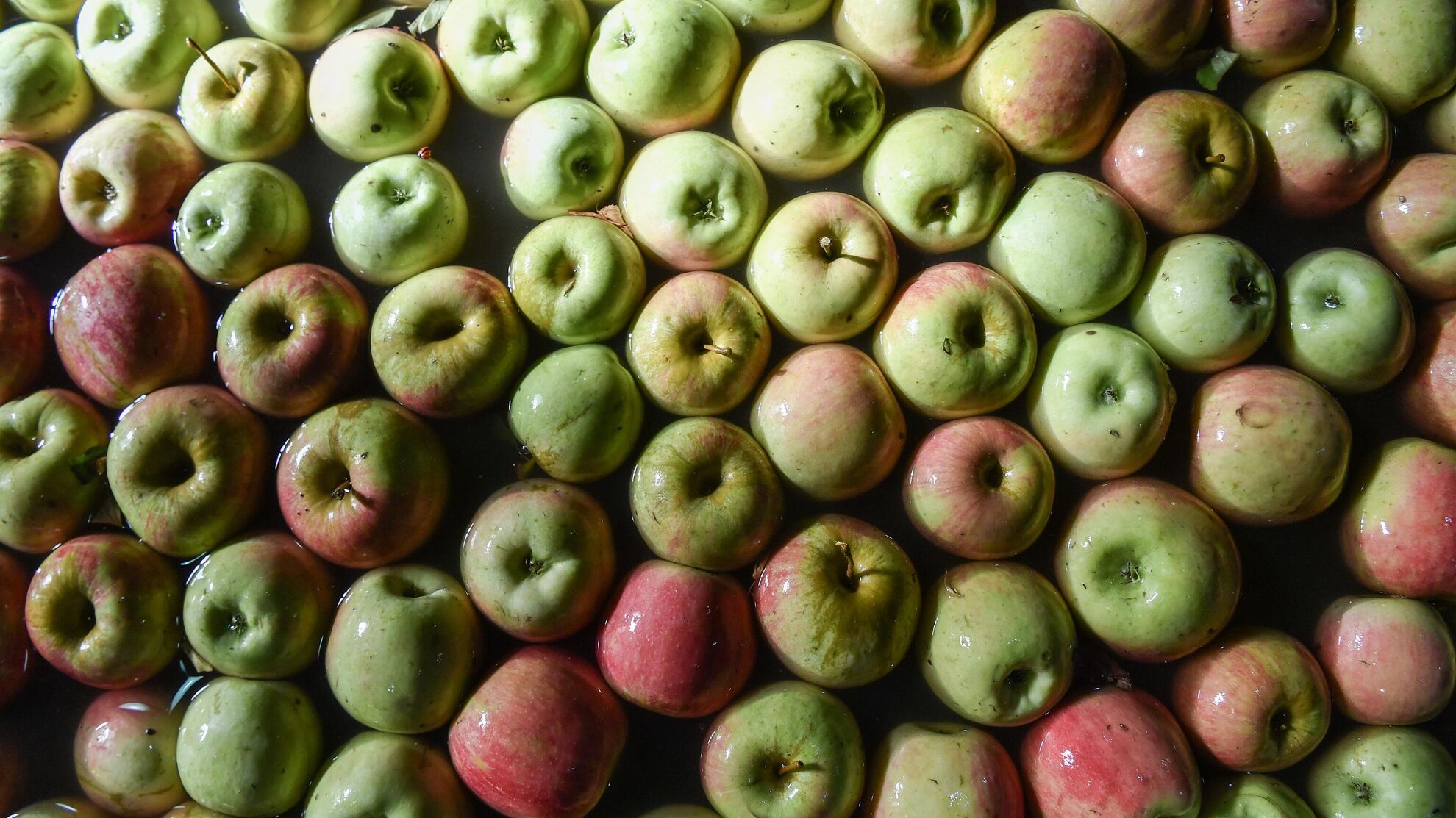 Какие сорта яблок подходят для замачивания? Отвечает шеф-повар - News-hub.ru, 19.11.2023