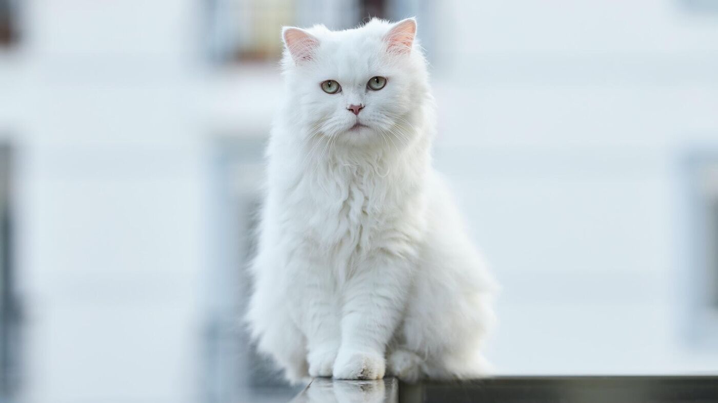 Белые животные болеют чаще?  - News-hub.ru, 27.11.2023