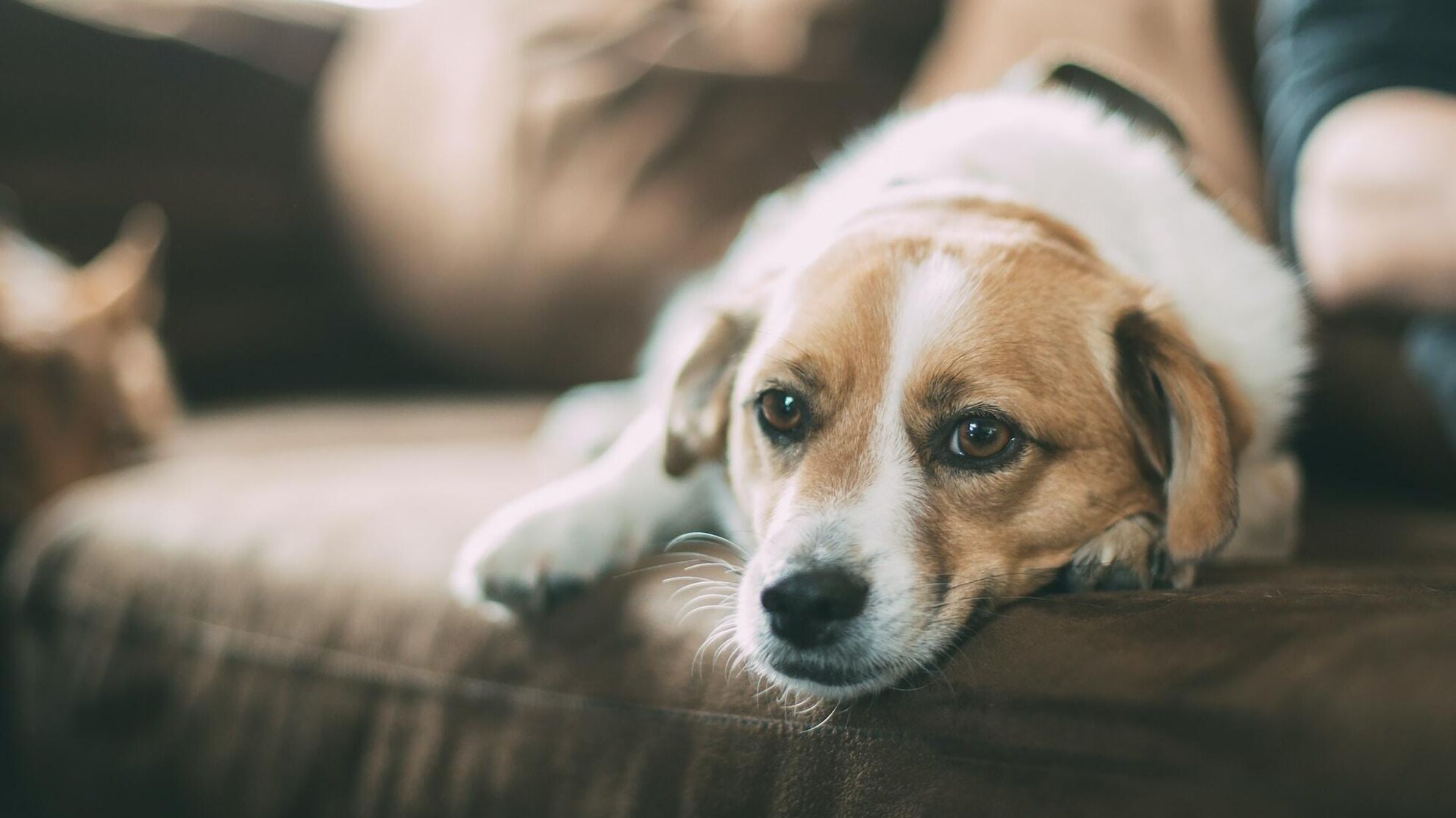Почему у собак возникает аллергия? - News-hub.ru, 02.12.2023