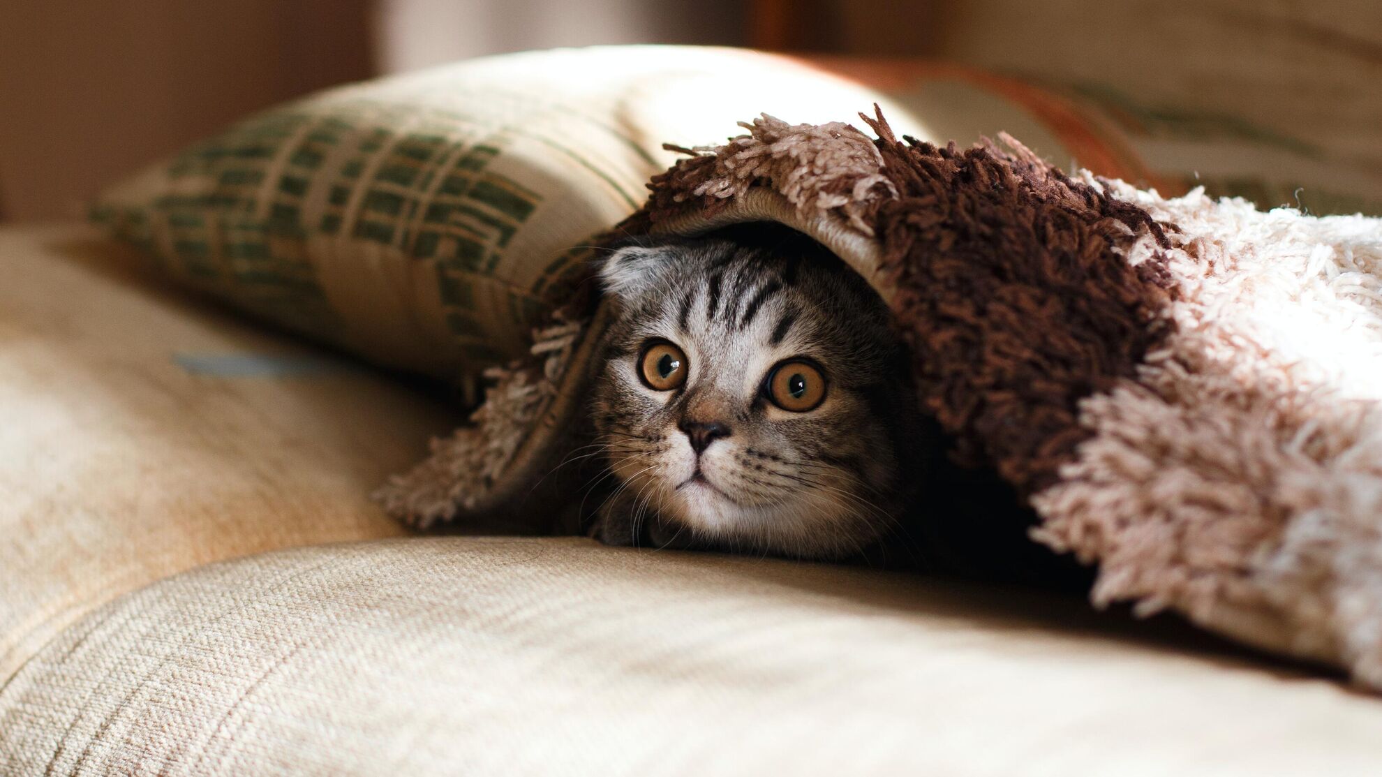 Астропсихолог рассказала, какие кошки и собаки станут прекрасными компаньонами для лежебок   - News-hub.ru, 17.12.2023