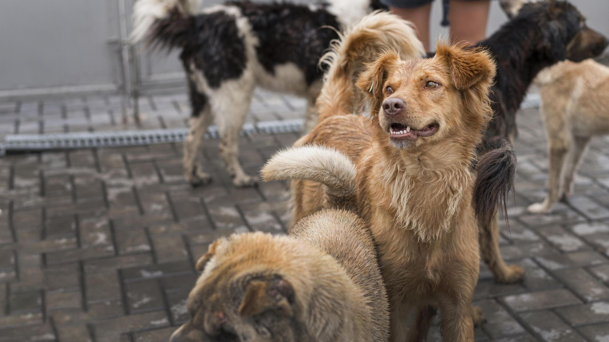 Как защититься от стаи собак? - News-hub.ru, 14.12.2023