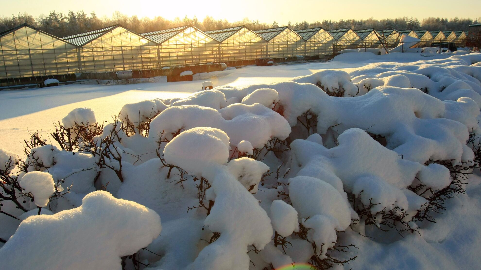 Почему нельзя закидывать снег в теплицу зимой: объясняет агроном - News-hub.ru, 14.12.2023